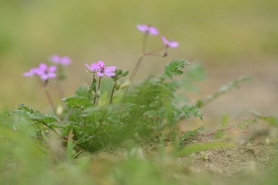 BUITEN BEELD Foto: 205369