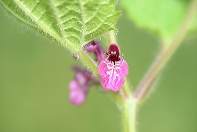 BUITEN BEELD Foto: 205377