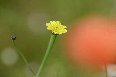 BUITEN BEELD Foto: 205390