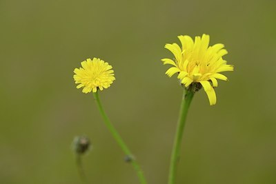 BUITEN BEELD Foto: 205396