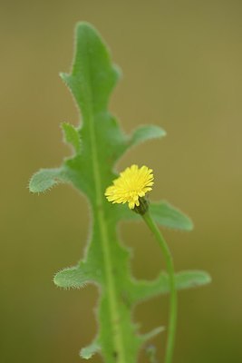 BUITEN BEELD Foto: 205397