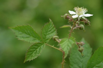 BUITEN BEELD Foto: 205434
