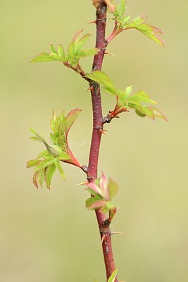 BUITEN BEELD Foto: 205447