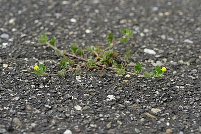 BUITEN BEELD Foto: 205450