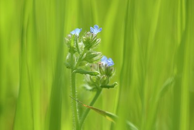 BUITEN BEELD Foto: 205506