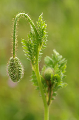 BUITEN BEELD Foto: 205580