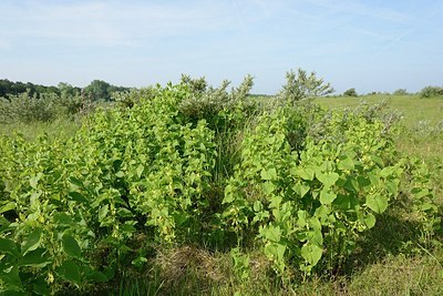 BUITEN BEELD Foto: 205588