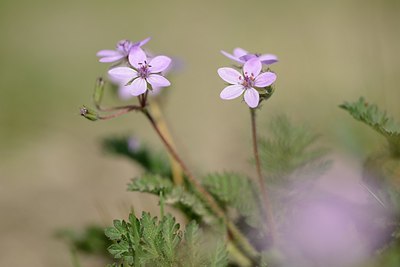 BUITEN BEELD Foto: 205600