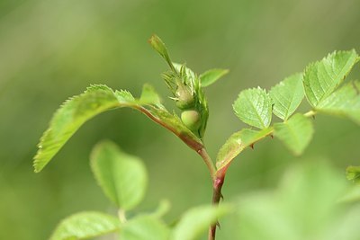 BUITEN BEELD Foto: 205645