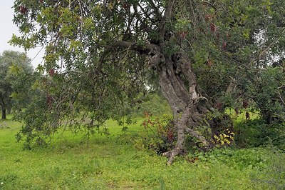 BUITEN BEELD Foto: 205677