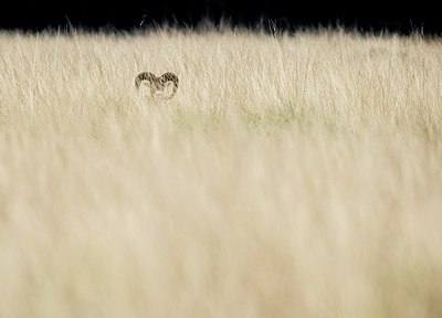 BUITEN BEELD Foto: 205682