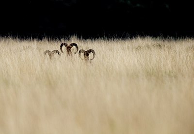 BUITEN BEELD Foto: 205683