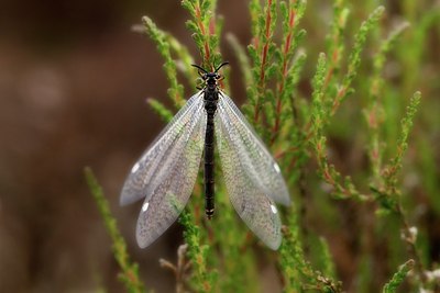 BUITEN BEELD Foto: 205685