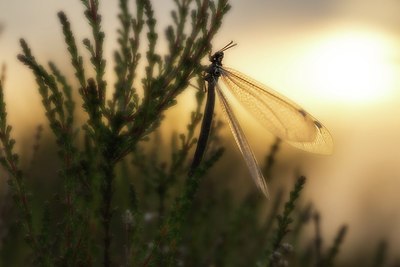 BUITEN BEELD Foto: 205686