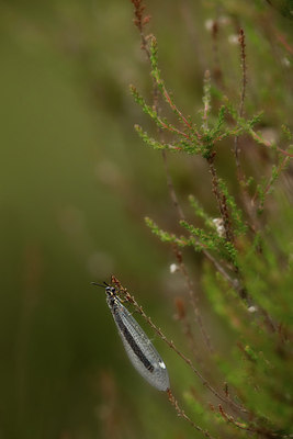 BUITEN BEELD Foto: 205689