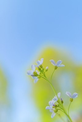 BUITEN BEELD Foto: 205740
