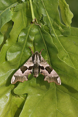 BUITEN BEELD Foto: 205765
