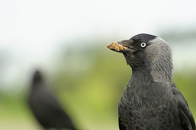 BUITEN BEELD Foto: 205770