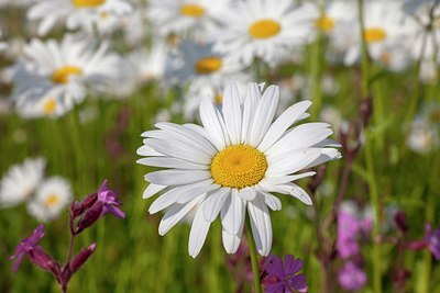 BUITEN BEELD Foto: 205785
