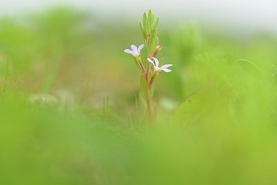 BUITEN BEELD Foto: 205818