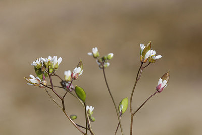 BUITEN BEELD Foto: 205851