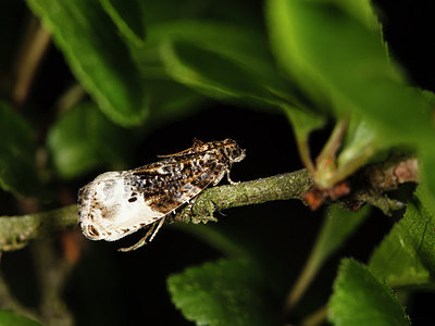 BUITEN BEELD Foto: 205855