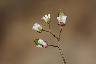 BUITEN BEELD Foto: 205856