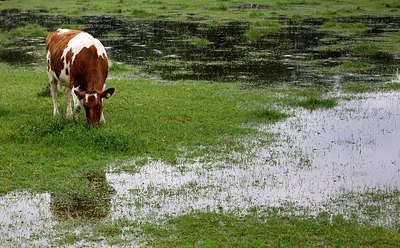 BUITEN BEELD Foto: 205869