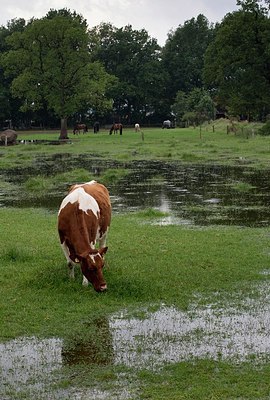 BUITEN BEELD Foto: 205870