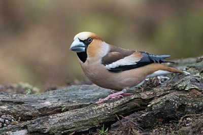 BUITEN BEELD Foto: 205880