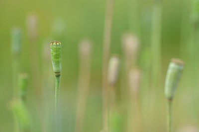 BUITEN BEELD Foto: 206006