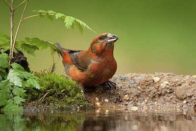 BUITEN BEELD Foto: 206078