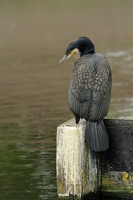 BUITEN BEELD Foto: 206133