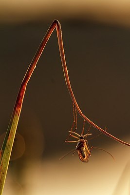 BUITEN BEELD Foto: 206183