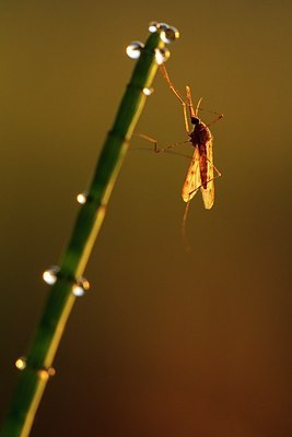 BUITEN BEELD Foto: 206185