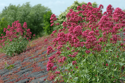 BUITEN BEELD Foto: 206216