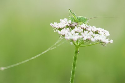 BUITEN BEELD Foto: 206252