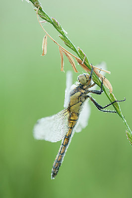 BUITEN BEELD Foto: 206264