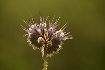 BUITEN BEELD Foto: 206295