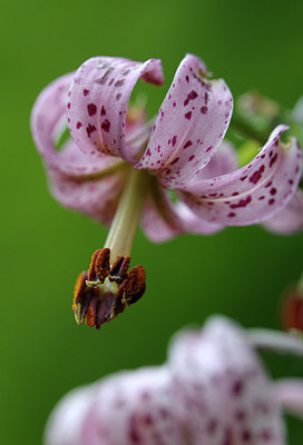 BUITEN BEELD Foto: 206306