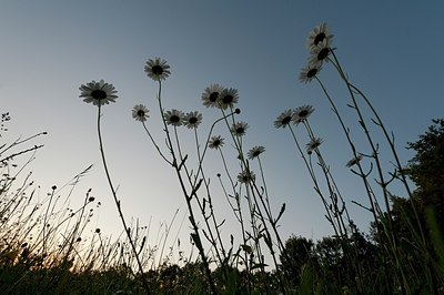 BUITEN BEELD Foto: 206335