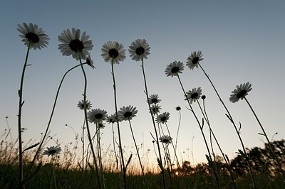 BUITEN BEELD Foto: 206336