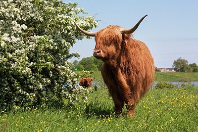 BUITEN BEELD Foto: 206355