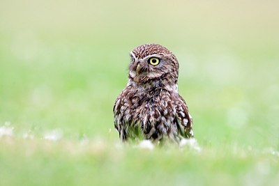 BUITEN BEELD Foto: 206367