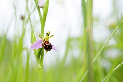 BUITEN BEELD Foto: 206511