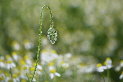 BUITEN BEELD Foto: 206514