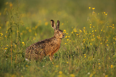 BUITEN BEELD Foto: 206545