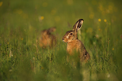 BUITEN BEELD Foto: 206546
