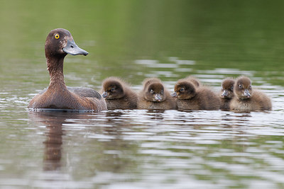 BUITEN BEELD Foto: 206562