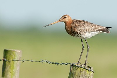 BUITEN BEELD Foto: 206563